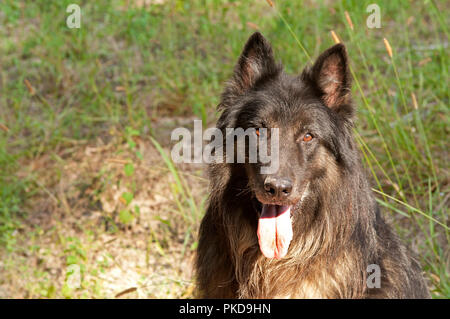 Berger Belge - Tervuren (Canis familiaris) Portrait Banque D'Images