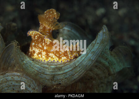 Nudibranche Ceratosoma tenue. Photo a été prise dans le Détroit de Lembeh, Indonésie Banque D'Images