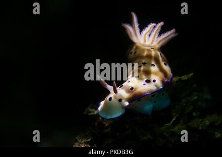 Nudibranche Hypselodoris tyroni. Photo a été prise dans le Détroit de Lembeh, Indonésie Banque D'Images