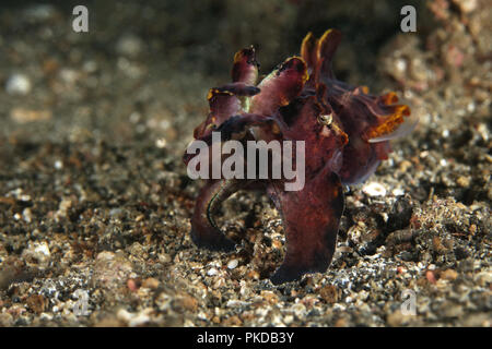 La Seiche flamboyante (Metasepia pfefferi). Photo a été prise dans le Détroit de Lembeh, Indonésie Banque D'Images