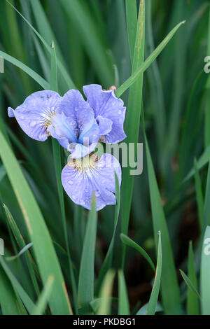 Iris sibirica Iris de Sibérie, pointe d'argent Silver Edge, Iris silver edge en fleur Banque D'Images