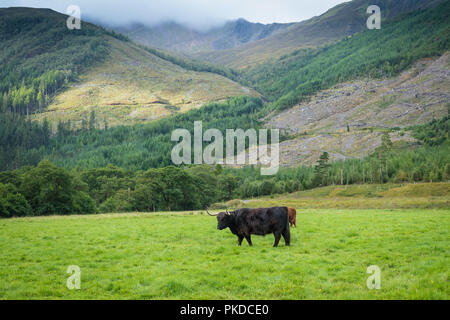 Revêtement noir Scottish Highland cow, Highland cattle, Ben Nevis, Highlands, Scotland, UK Banque D'Images