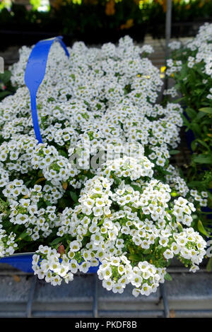 Alyssum Lobularia maritima ou connu sous le nom de sweet alyssum ou sweet alison Banque D'Images