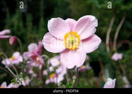 Close up of a colorful pink flower anemone japonais close up avec étamines jaune et verte du canal carpien Banque D'Images