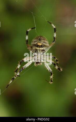 Jardin commun spinning spider son site web, l'ouest de l'Australie Banque D'Images