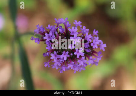 Close-up de petits bourgeons de fleurs de mauve Banque D'Images