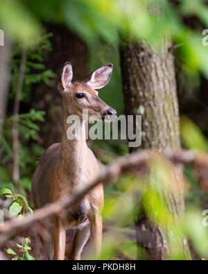 Une biche, cerf de Virginie Odocoileus virginianus, debout sur le bord de la nature sauvage de l'Adirondack. Banque D'Images