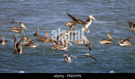 Le Pélican brun et des mouettes de Heermann Feeding Frenzy Banque D'Images