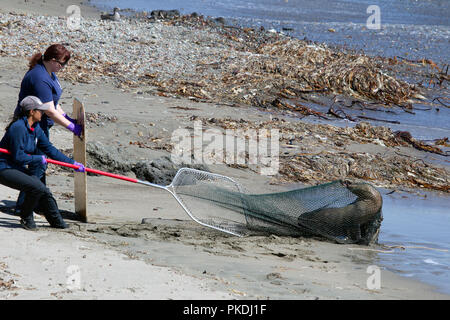 Lion de mer malade en Net de sauvetage Banque D'Images