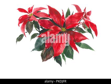 La fleur de Noël. Fleur rouge. Poinsettia. Fond d'aquarelle. Banque D'Images