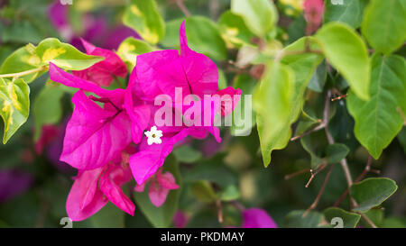 Petite grappe de Bougainvillea spectabilis, également connu sous le nom de plante avec fleur fuchsia Buganvilla-comme le printemps laisse près de ses fleurs Banque D'Images