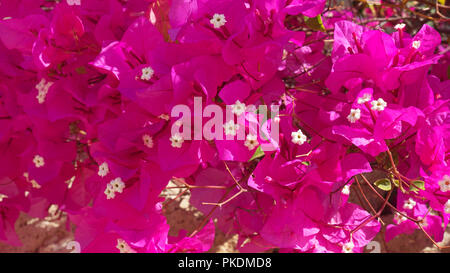 Arrière-plan de Bougainvillea spectabilis, également connu sous le nom de plante avec fleur fuchsia Buganvilla-comme le printemps laisse près de ses fleurs Banque D'Images