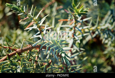 Un arbuste d'un routeur Juniper tree, un peu petite avec des feuilles pareilles à des aiguilles est au point , de l'intensité de la couleur Banque D'Images