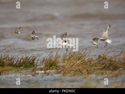 Gray, Pluvier Pluvialis squatarola, et le Bécasseau variable Calidris alpina, en survolant les marais, la baie de Morecambe, Lancashire, UK Banque D'Images