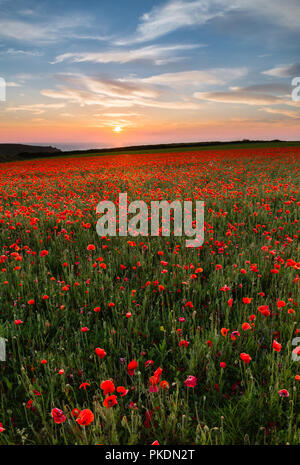 Coucher de soleil sur coquelicots, blague de Porth, West Pentire, Cornwall, UK Banque D'Images