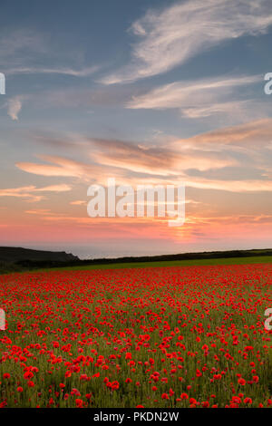 Coucher de soleil sur le Pavot Rouge, Polly Joke, West Pentire, Cornwall Banque D'Images