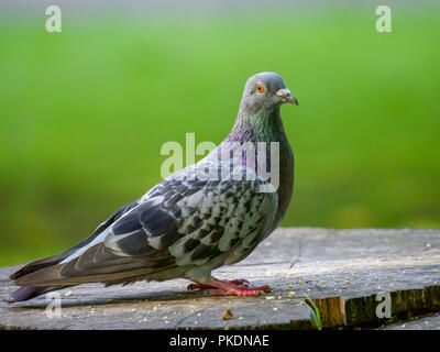 Un pigeon s'assit sur une souche d'arbre à la recherche de l'appareil photo Banque D'Images