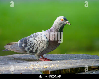 Un pigeon s'assit sur une souche d'arbre à la recherche de l'appareil photo Banque D'Images