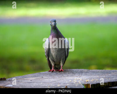 Un pigeon s'assit sur une souche d'arbre à la recherche de l'appareil photo Banque D'Images