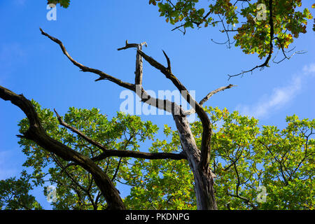 Chêne pédonculé (Quercus robur) une pièce endommagée et une partie vivante, England, UK. Banque D'Images