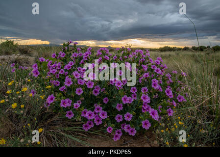 Colorado 4 heures, (Mirabilis multiflora), Désert Ojito, New Mexico, USA. Banque D'Images