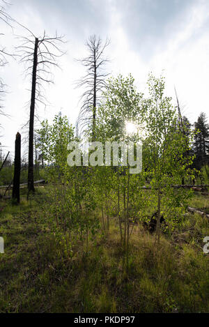 , Peupliers faux-trembles (Populus tremuloides), poussant dans une forêt mixte de conférer. Montagnes Jemez, Nouveau Mexique, USA. Banque D'Images