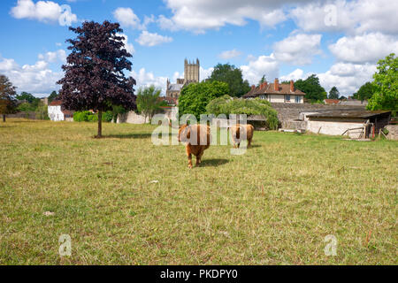 Scottish Highland Bulls en itinérance sur le paddock à Wells, Somerset, UK Banque D'Images