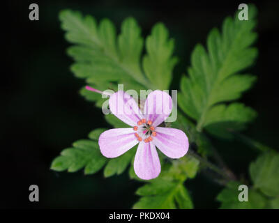 Herb Robert fleur, géranium robertianium Banque D'Images