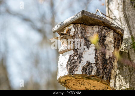 Oiseau posé sur un nichoir dans un arbre dans le jardin faites à partir d'une section évidé de tronc d'arbre pour se fondre dans l'environnement naturel. Banque D'Images