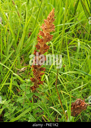 Flowerspike séché de l'Orobanche (Orobanche rapum plus-genistae) dans wildflower meadow dans l'Ariège Pyrénées, France Banque D'Images