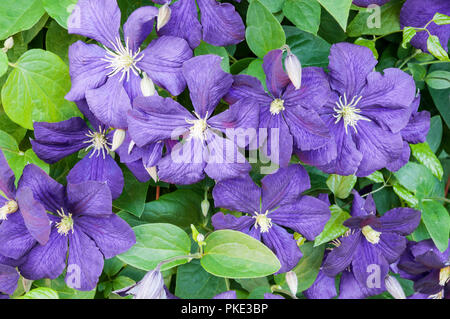 Close up de clématites Le président d'un groupe 2 escalade floraison précoce clematis couvert de grandes fleurs violettes et est entièrement et décidues hardy Banque D'Images