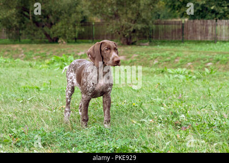 Braque Allemand, un kurtshaar chiot tacheté brun debout sur le terrain sur l'herbe verte et à la recherche dans la distance, dans le backgroun Banque D'Images