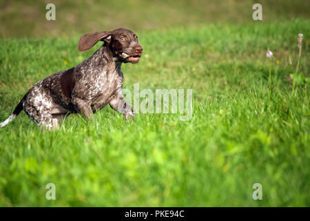 Braque Allemand, un kurtshaar allemand chiot tacheté brun, l'animal s'étend le long de l'herbe verte sur le terrain avec une grosse pierre Banque D'Images