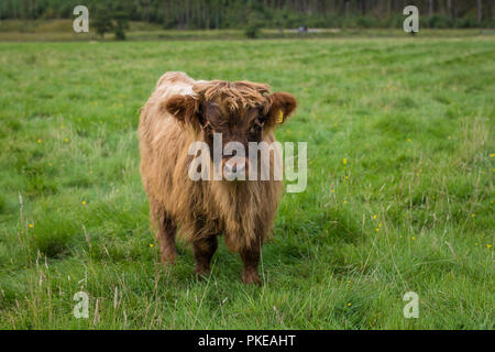 Highland cattle, veau, Ben Nevis Highlands, Ecosse, Royaume-Uni Banque D'Images