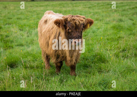 Highland cattle, veau, Ben Nevis Highlands, Ecosse, Royaume-Uni Banque D'Images