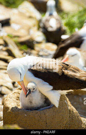 Black-Browed albatross (Thalassarche melanophris), le Rookery ; Banque D'Images