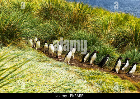 Gorfous sauteurs (Eudyptes), marcher dans une rangée sur un chemin d'accès à l'eau ; l'île de West Point, Îles Falkland Banque D'Images