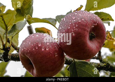 Deux pommes rouges accroché sur arbre et couverts de gouttes de rosée du matin Banque D'Images