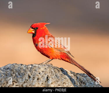 Le cardinal rouge mâle (Cardinalis cardinalis), tête d'éléphant ; Arizona, États-Unis d'Amérique Banque D'Images
