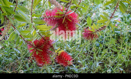 Callistemon Comboynensis fleurs rouges. Banque D'Images