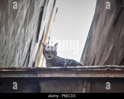 Tiré d'un chat assis sur un mur à Catane, Sicile Banque D'Images