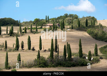 Une allée bordée de cyprès dans la Foce, près de Montepulciano en Val d'Orcia en Toscane Italie Europe EU Banque D'Images