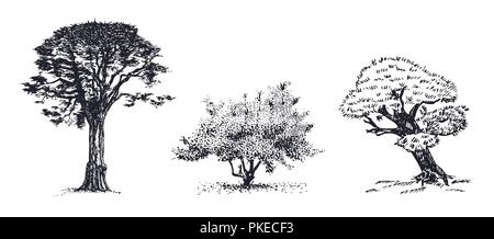 Trois arbres croquis vecteur dessiné à la main. Jardin botanique de croquis dessinés à la main, des arbustes et des arbres. Illustration de Vecteur