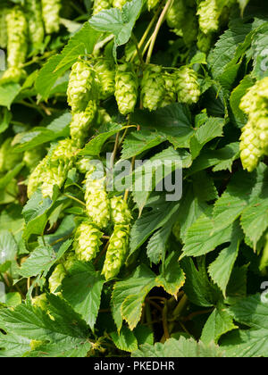 La fin de l'été fleur verte de l'alpiniste Humulus lupulus, le houblon, utilisée pour l'assaisonnement pour brasser la bière Banque D'Images