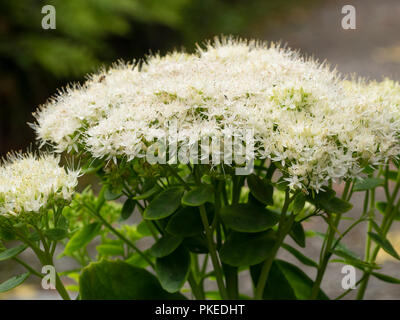 Fleurs blanches dans le chef de la floraison au début de l'automne plantes succulentes, Hardy (Sedum) Hylotelephium spectabile 'Iceberg'. Banque D'Images