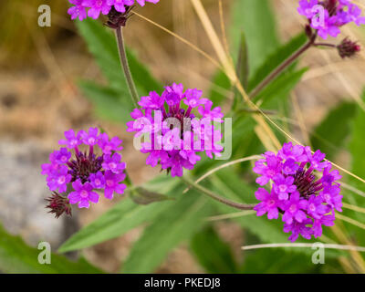 Fleurs rose pourpre de la moitié plante vivace plante à massif, Verbena rigida Banque D'Images