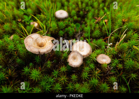 Marron et jaune sur mushrrom mousse verte en forêt Banque D'Images