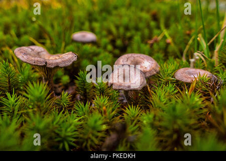 Marron et jaune sur mushrrom mousse verte en forêt Banque D'Images