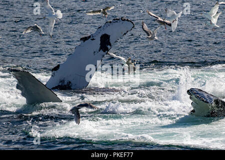 Les baleines à bosse se nourrissent à l'aide d'alimentation de filet bulle coopérative de travailler ensemble à l'hareng manger de manière spectaculaire dans le sud-est de l'Alaska Banque D'Images