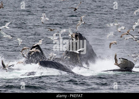 Les baleines à bosse se nourrissent à l'aide d'alimentation de filet bulle coopérative de travailler ensemble à l'hareng manger de manière spectaculaire dans le sud-est de l'Alaska Banque D'Images